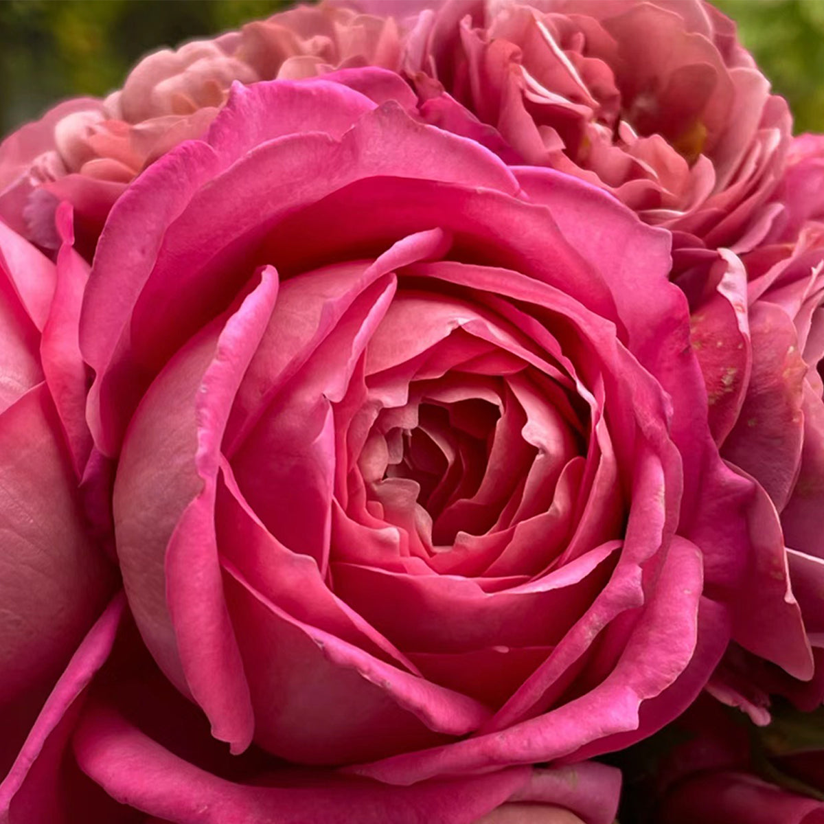 AUShunter English Garden Shrub Rose