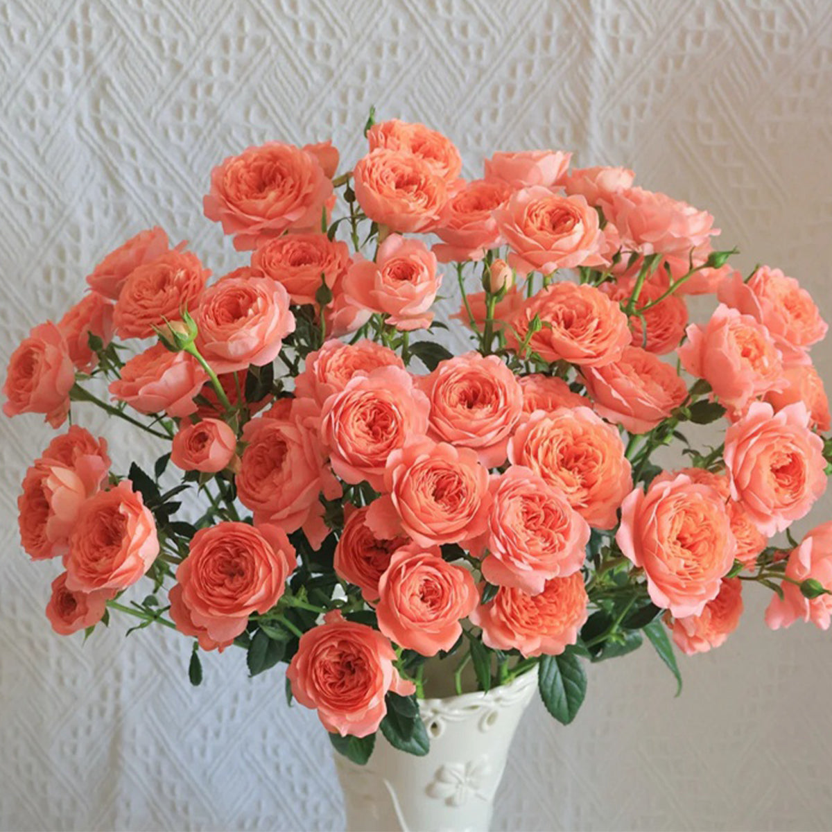 Juicy Apricot Dutch Florist Shrub Rose