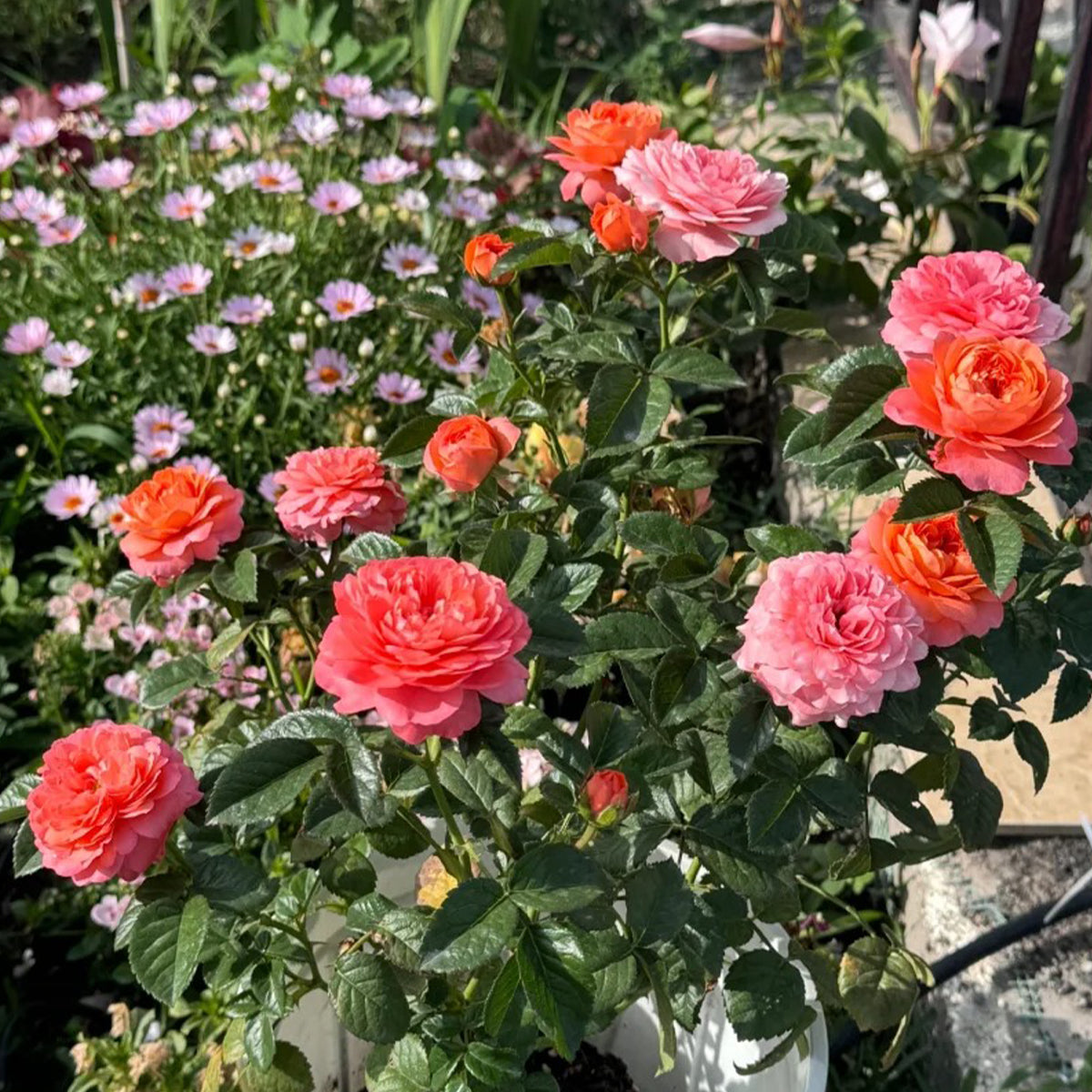 Juicy Apricot Dutch Florist Shrub Rose