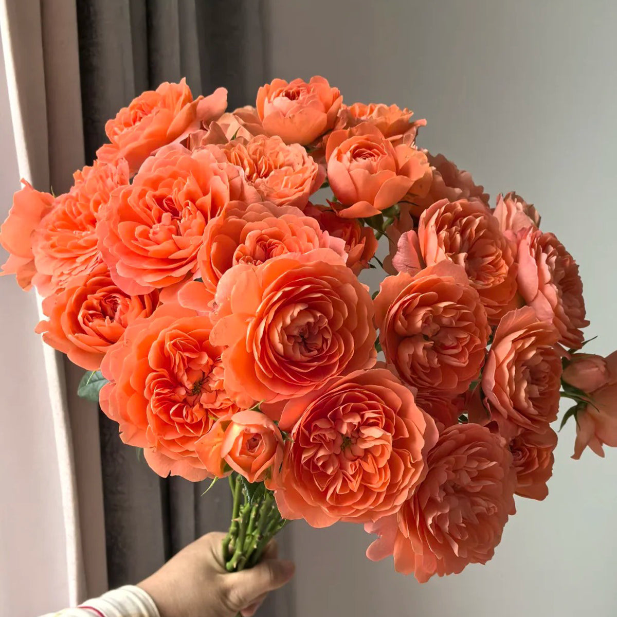 Juicy Apricot Dutch Florist Shrub Rose