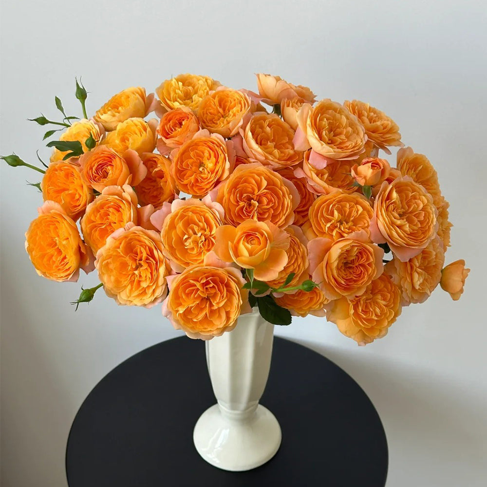 Juicy Terrazza German Garden Shrub Rose