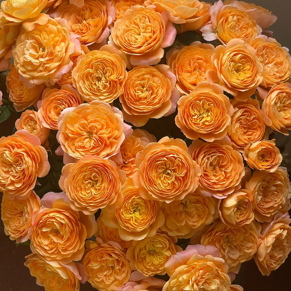 Juicy Terrazza German Garden Shrub Rose