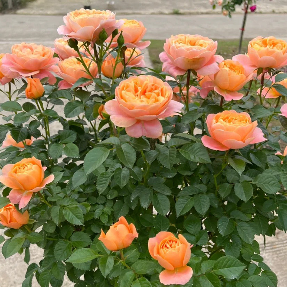 Juicy Terrazza German Garden Shrub Rose