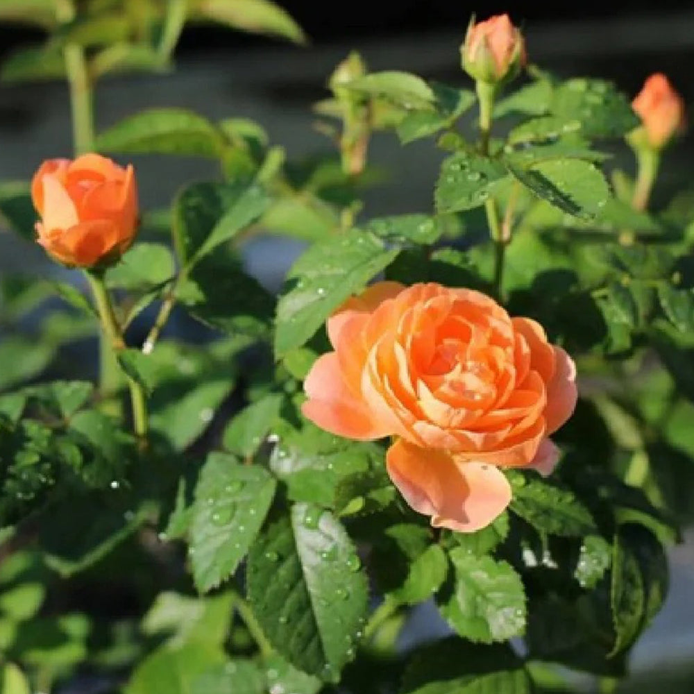 Juicy Terrazza German Garden Shrub Rose