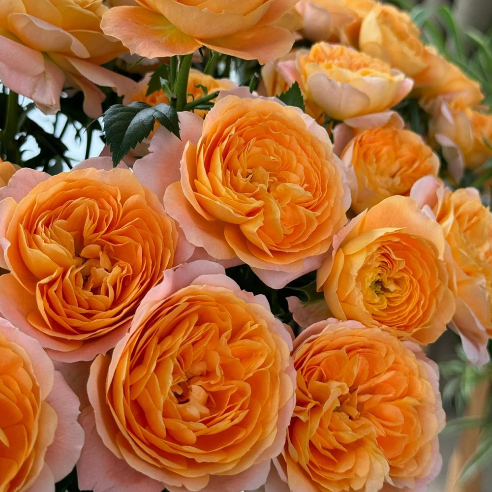 Juicy Terrazza German Garden Shrub Rose