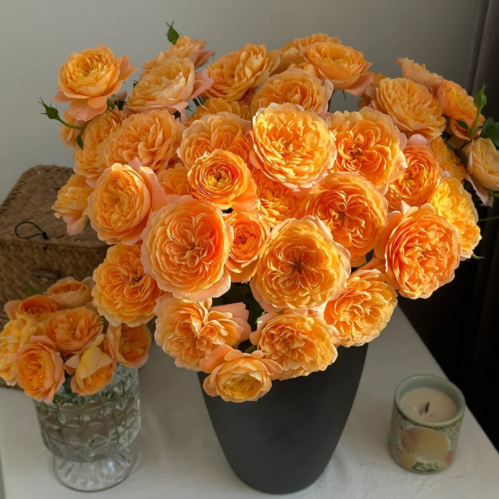 Juicy Terrazza German Garden Shrub Rose