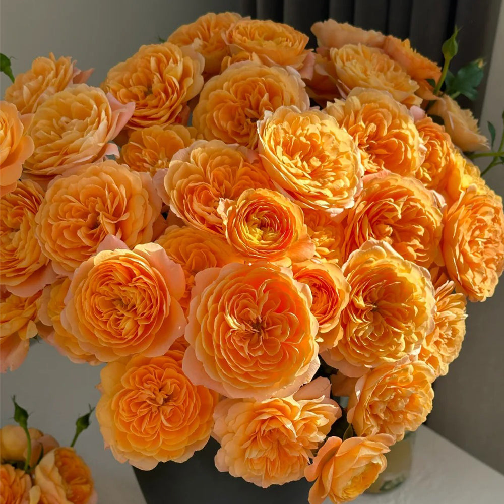 Juicy Terrazza German Garden Shrub Rose