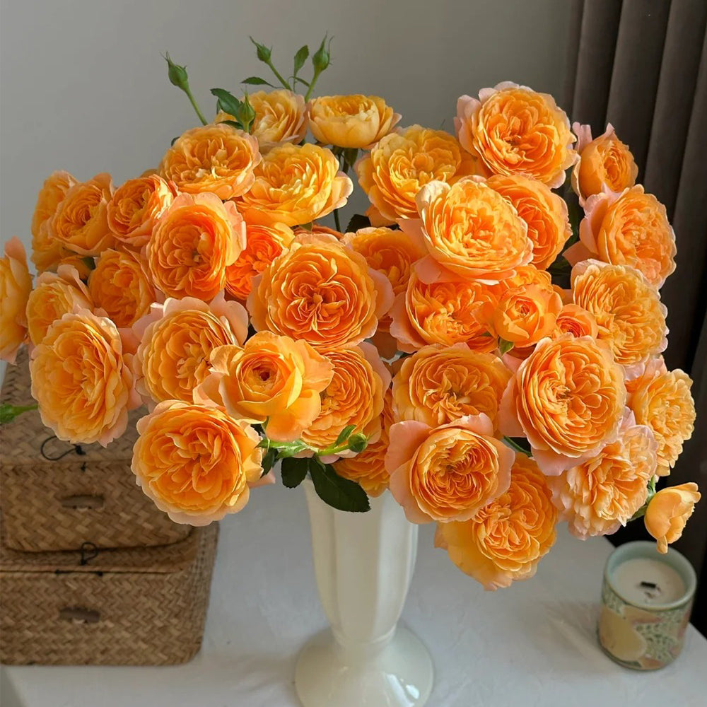 Juicy Terrazza German Garden Shrub Rose