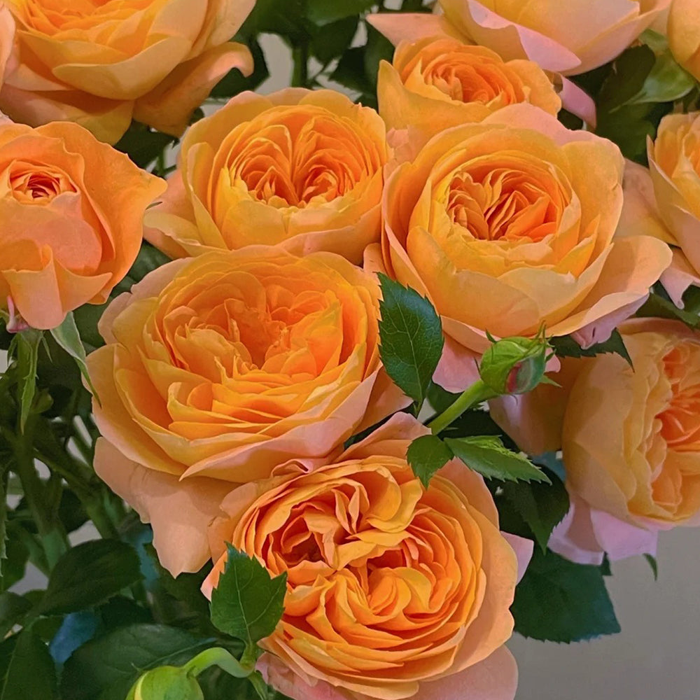 Juicy Terrazza German Garden Shrub Rose