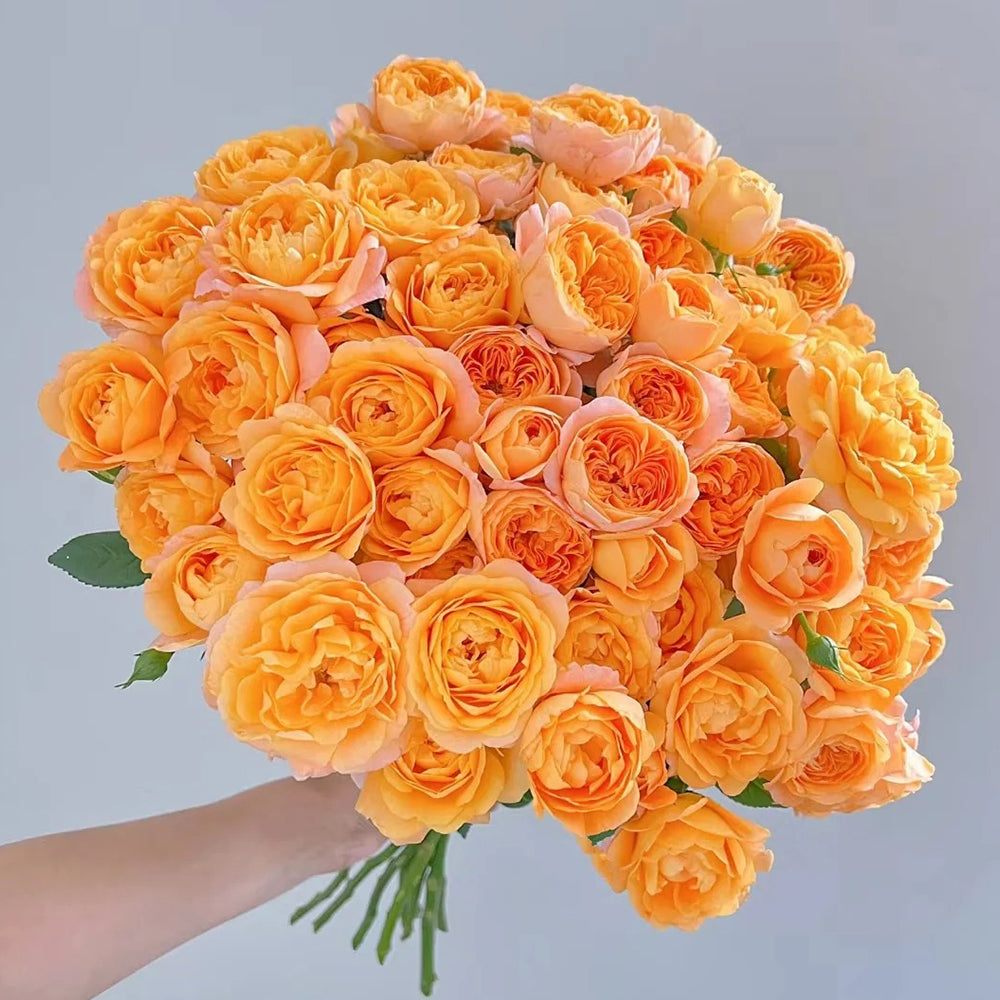 Juicy Terrazza German Garden Shrub Rose