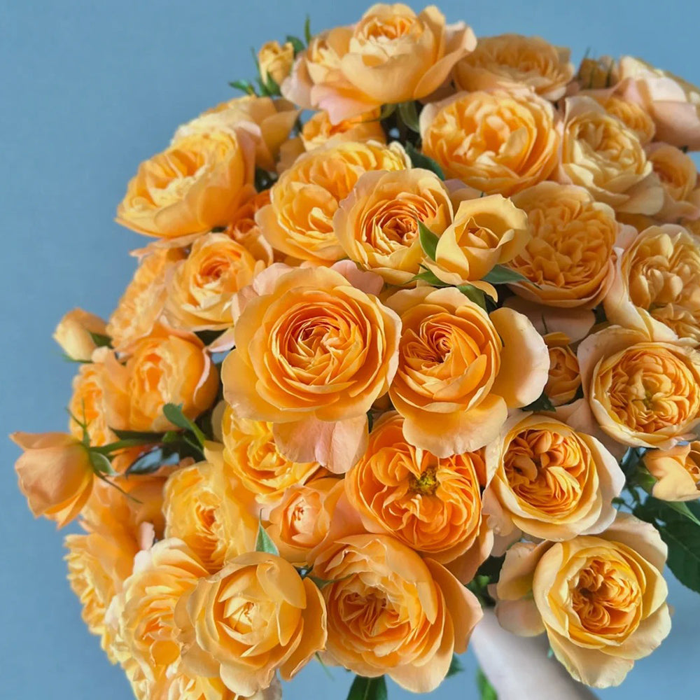 Juicy Terrazza German Garden Shrub Rose