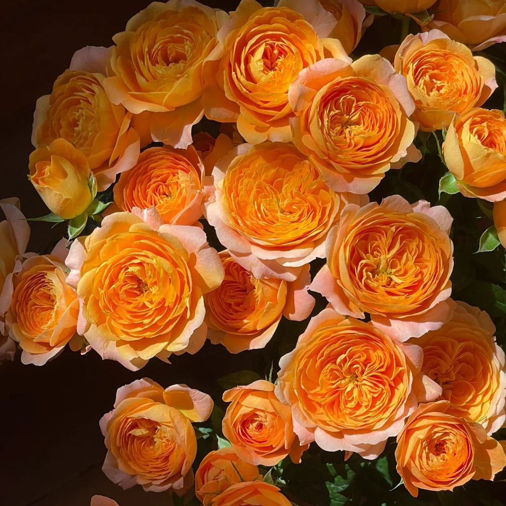 Juicy Terrazza German Garden Shrub Rose