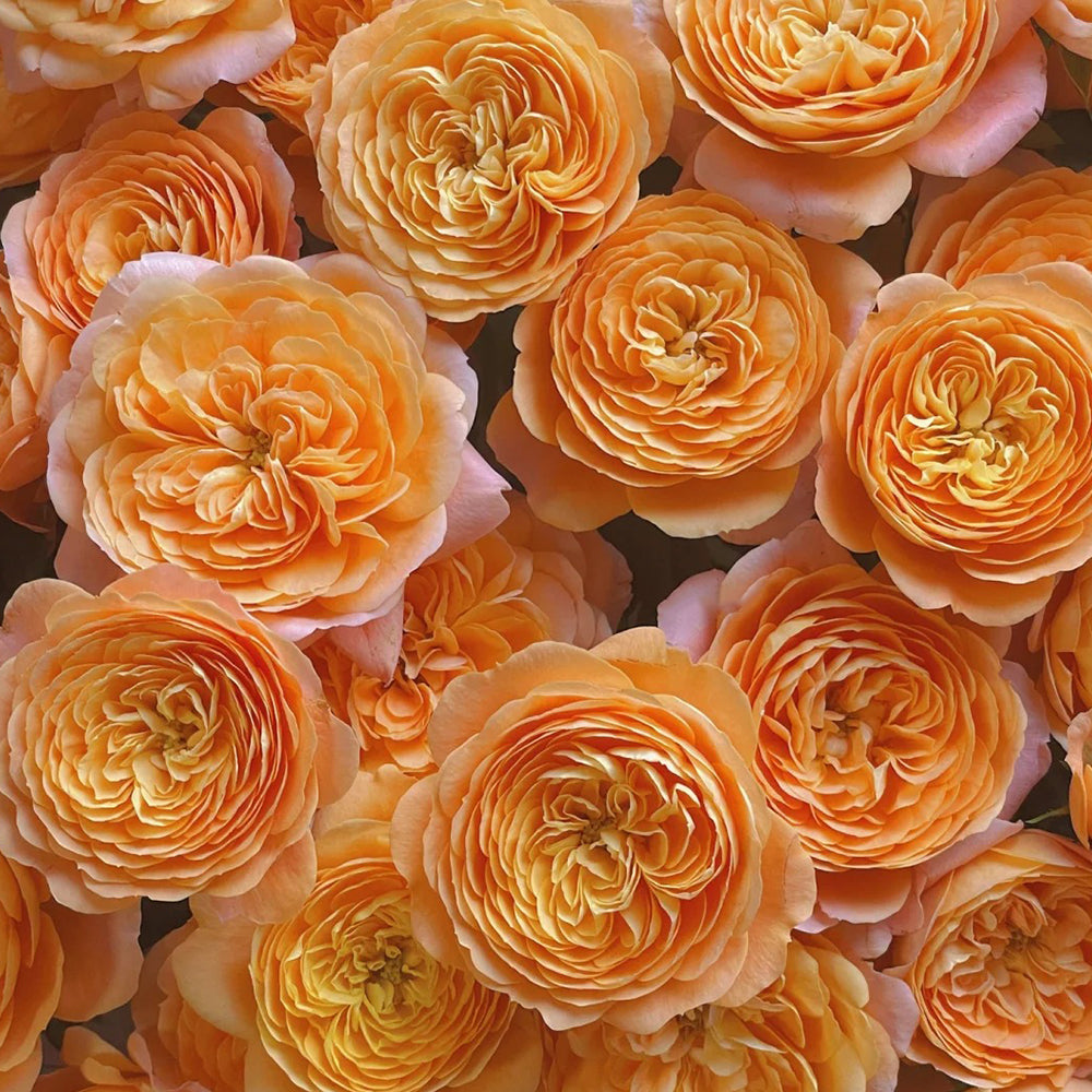 Juicy Terrazza German Garden Shrub Rose