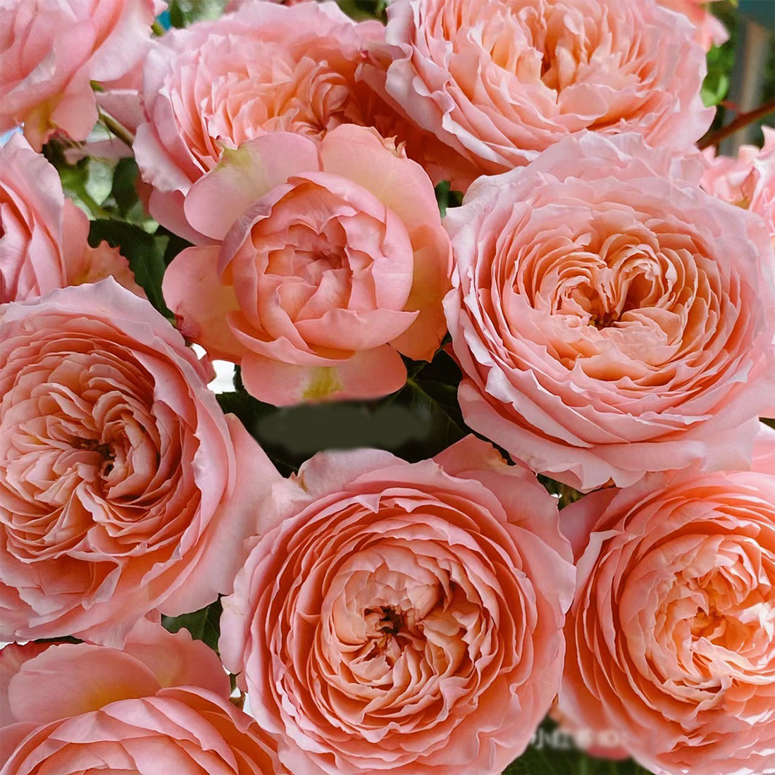 French Florist Shrub Rose Inspired by Julieta