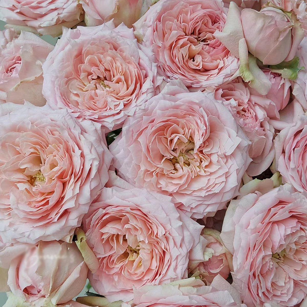 French Florist Shrub Rose Inspired by Julieta