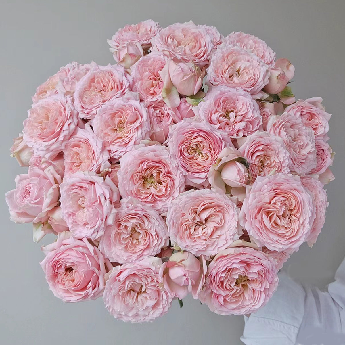 French Florist Shrub Rose Inspired by Julieta