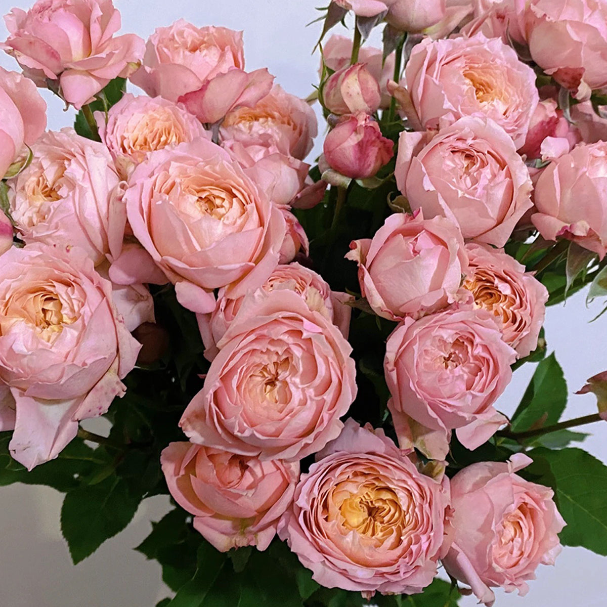 French Florist Shrub Rose Inspired by Julieta
