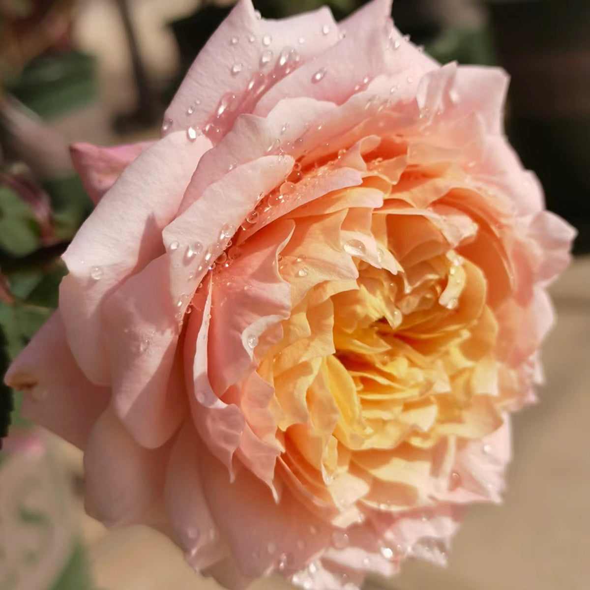 French Florist Shrub Rose Inspired by Julieta