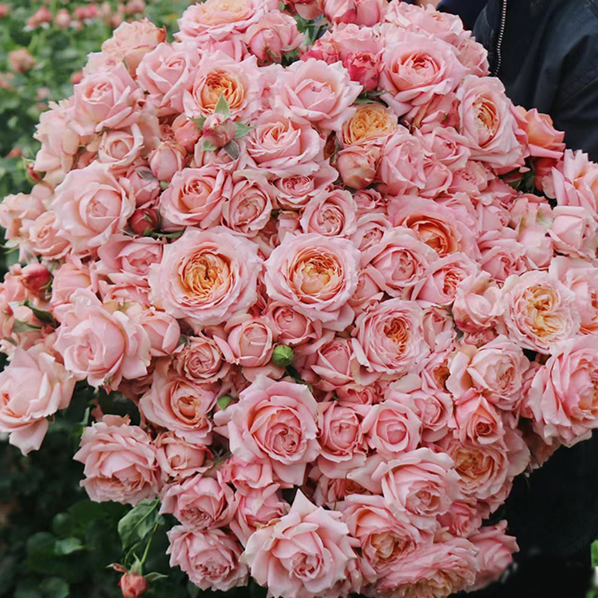 French Florist Shrub Rose Inspired by Julieta
