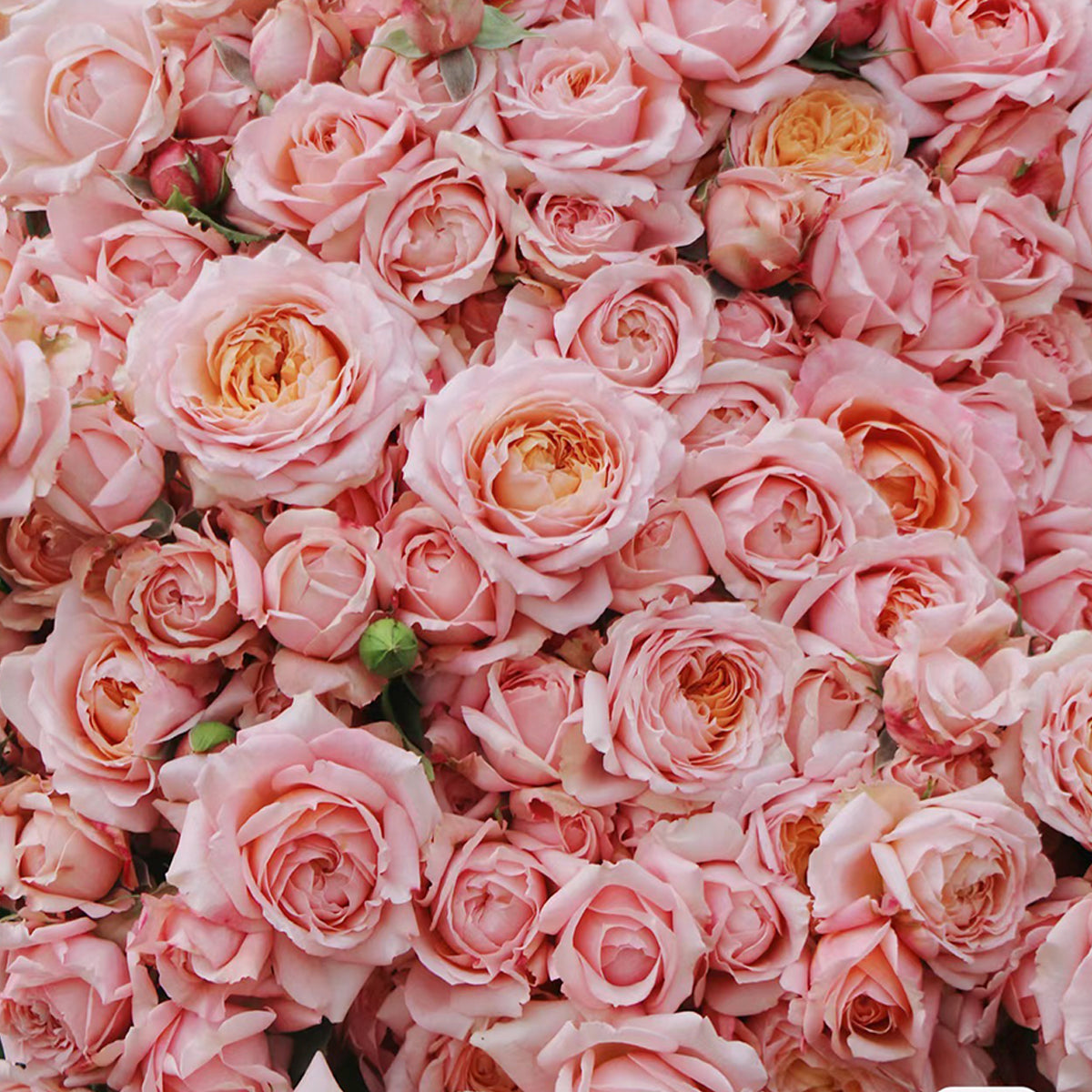 French Florist Shrub Rose Inspired by Julieta