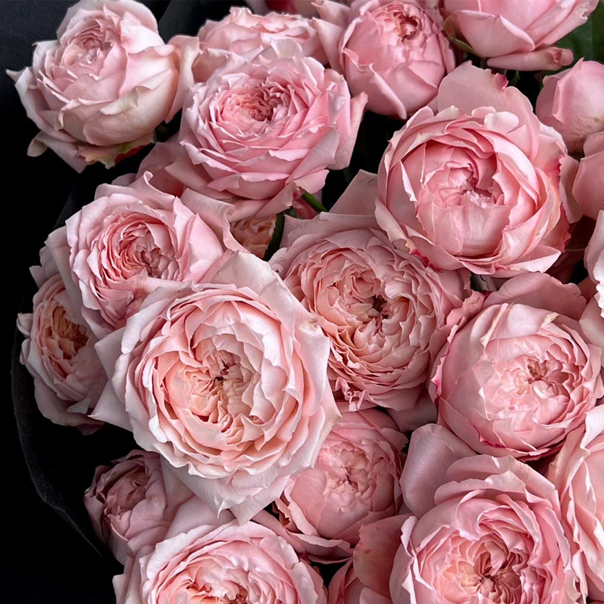 French Florist Shrub Rose Inspired by Julieta