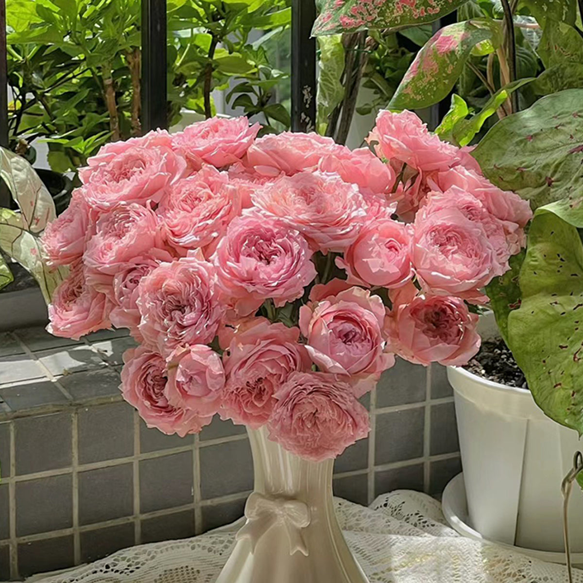 French Florist Shrub Rose Inspired by Julieta
