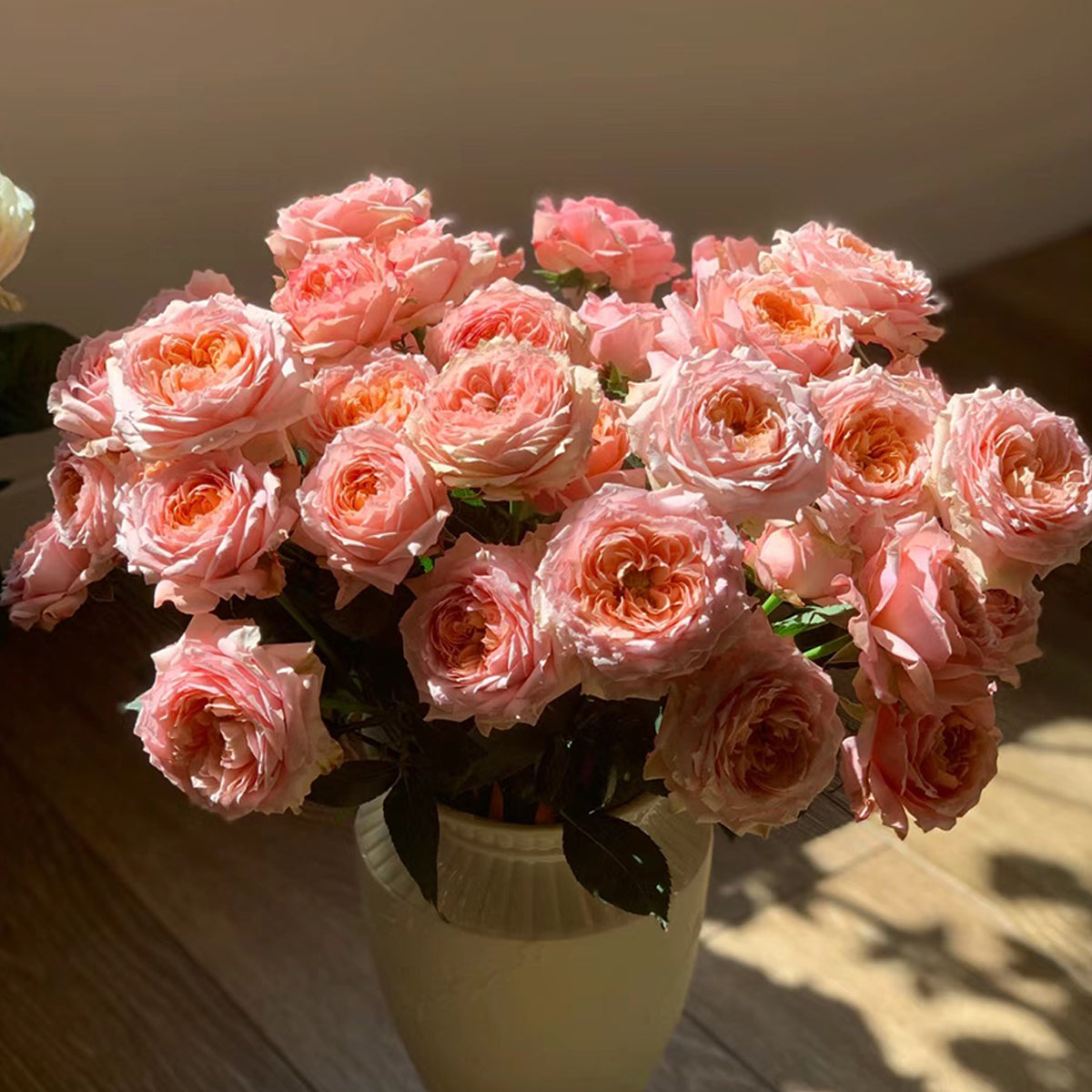 French Florist Shrub Rose Inspired by Julieta