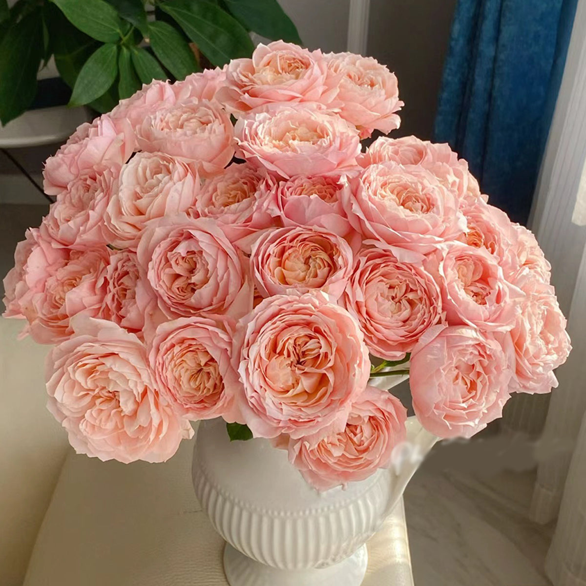 French Florist Shrub Rose Inspired by Julieta