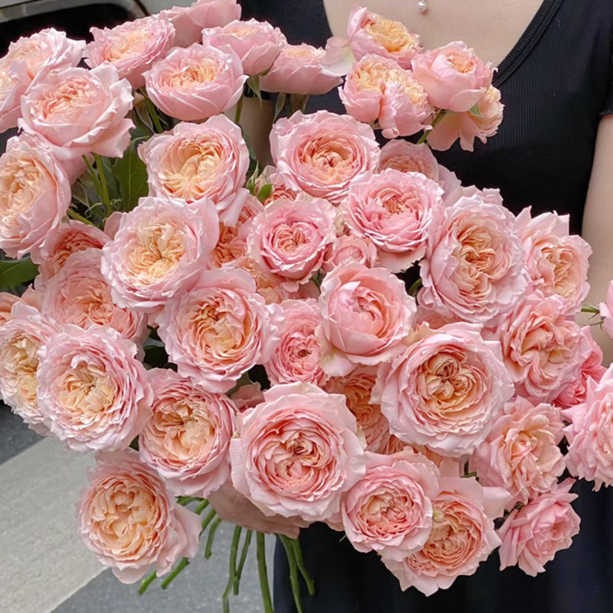 French Florist Shrub Rose Inspired by Julieta