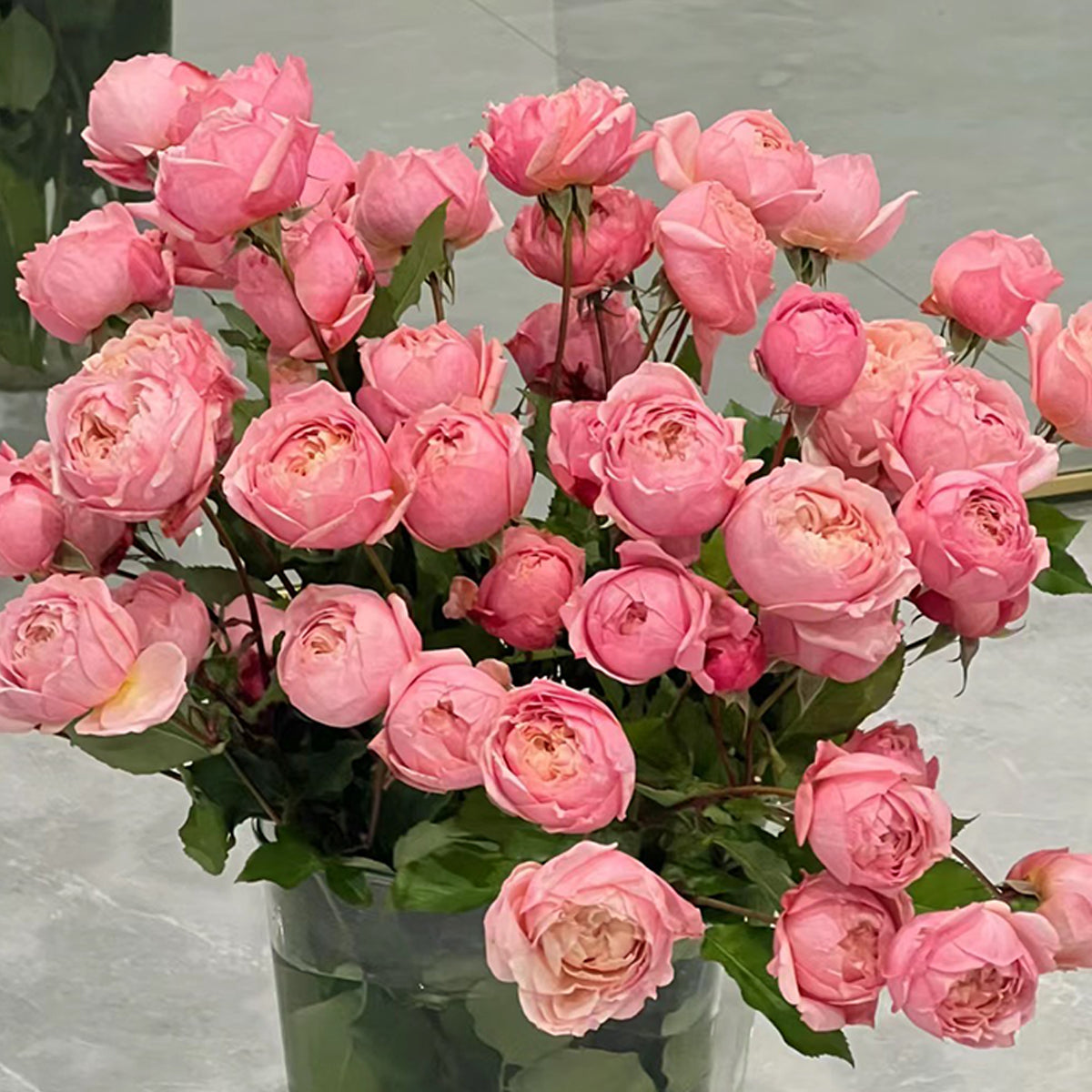 French Florist Shrub Rose Inspired by Julieta