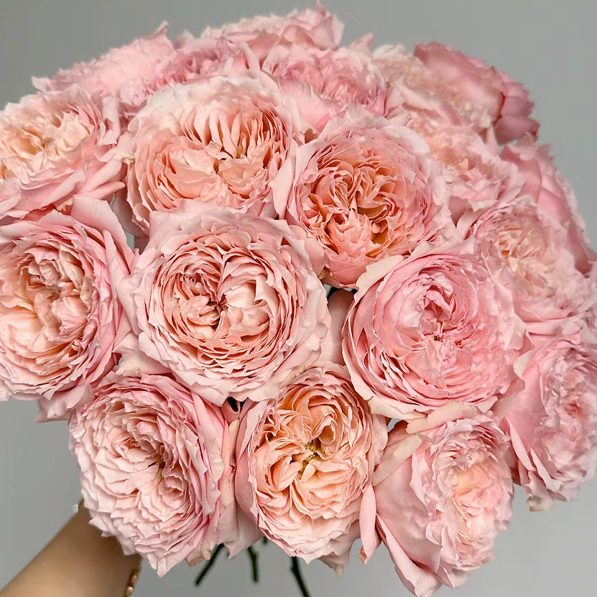 French Florist Shrub Rose Inspired by Julieta
