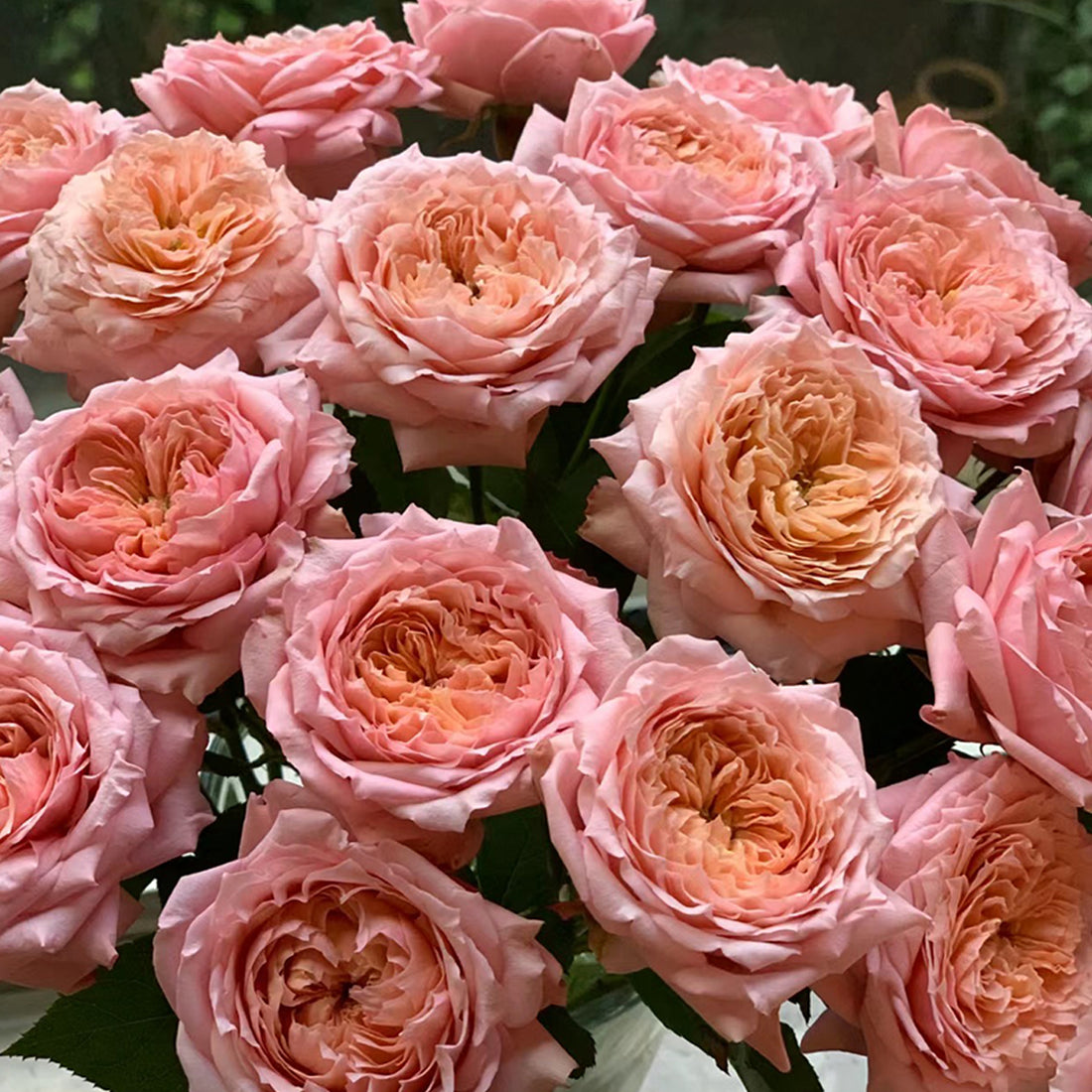 French Florist Shrub Rose Inspired by Julieta
