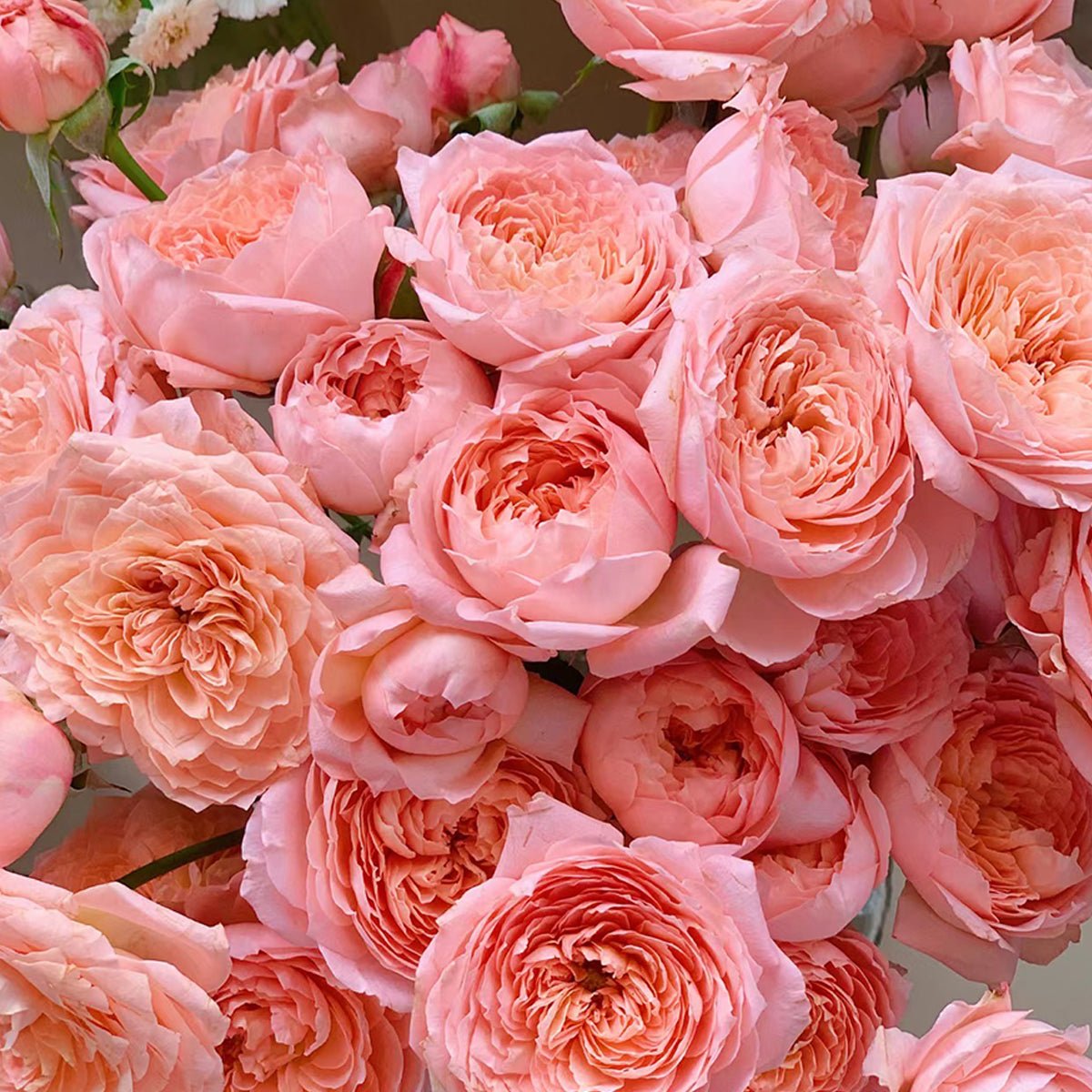 French Florist Shrub Rose Inspired by Julieta