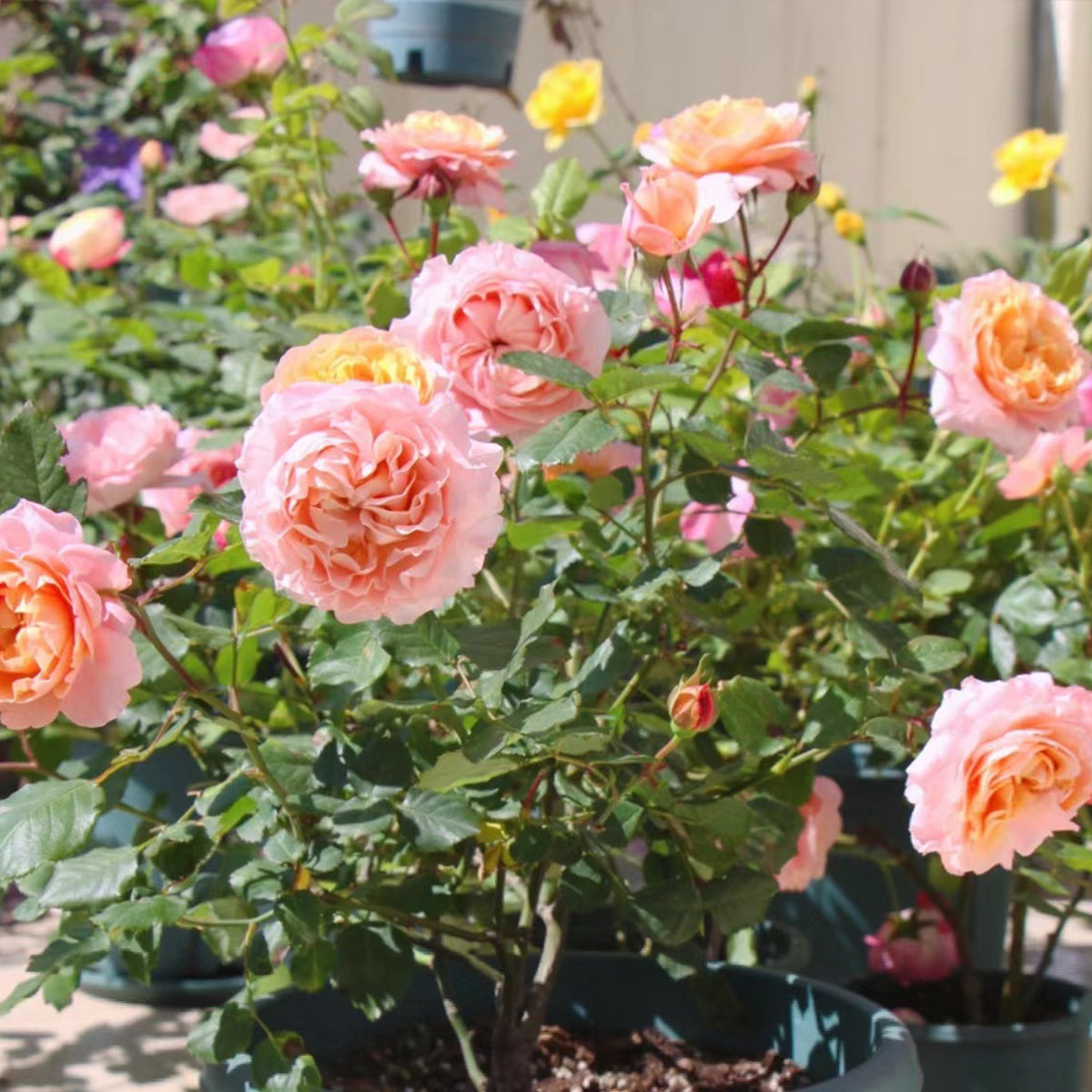 French Florist Shrub Rose Inspired by Julieta