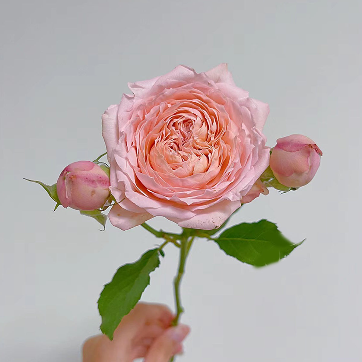 French Florist Shrub Rose Inspired by Julieta