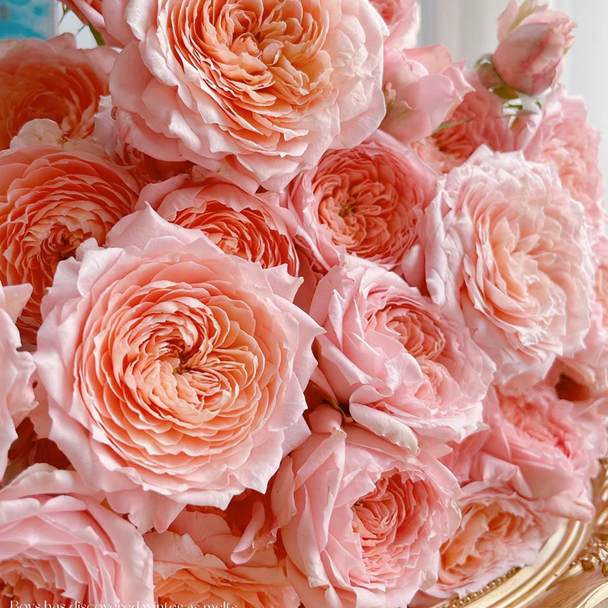 French Florist Shrub Rose Inspired by Julieta
