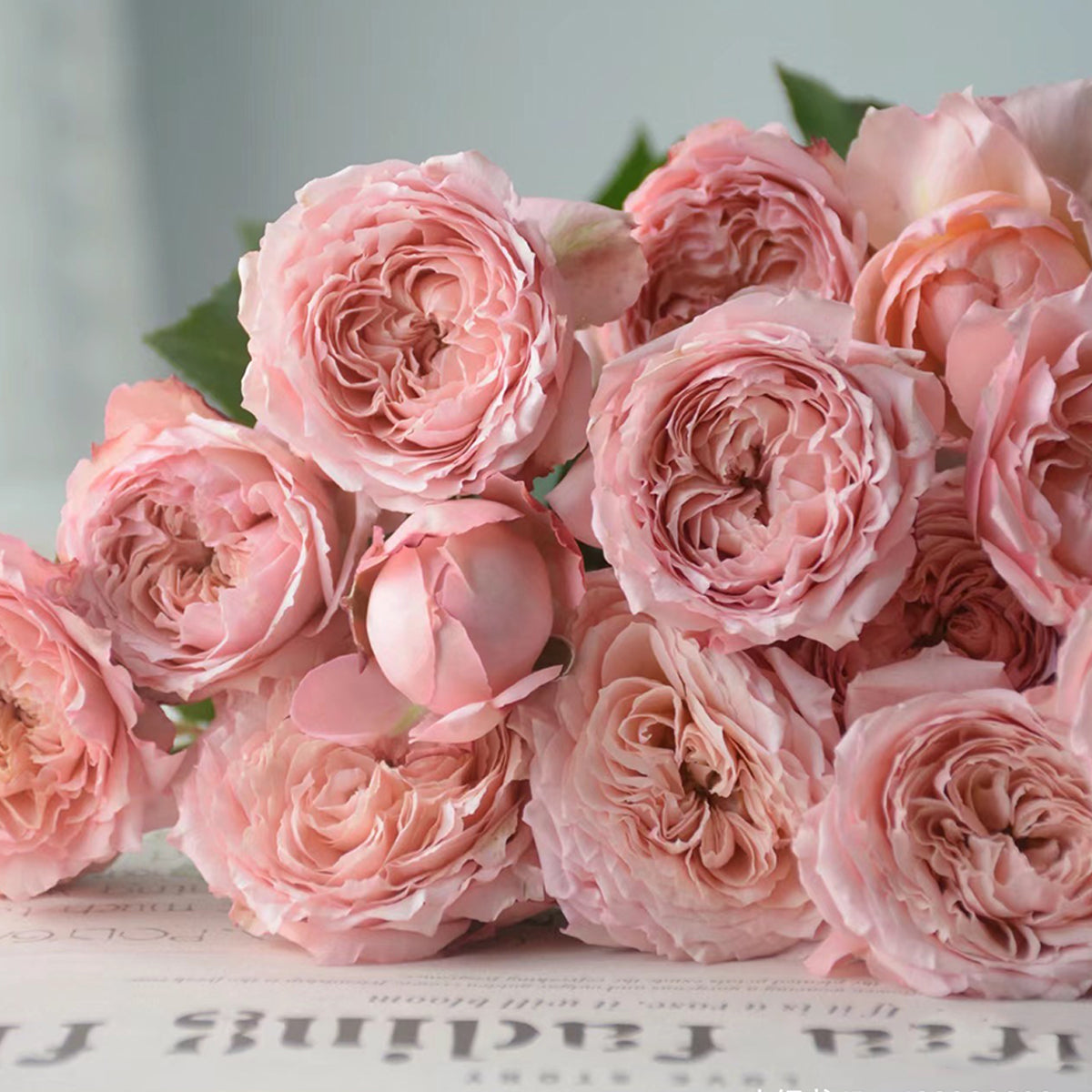 French Florist Shrub Rose Inspired by Julieta