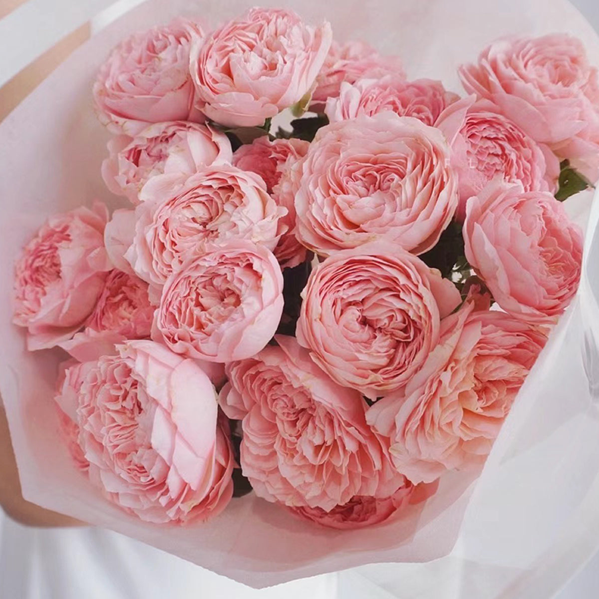 French Florist Shrub Rose Inspired by Julieta