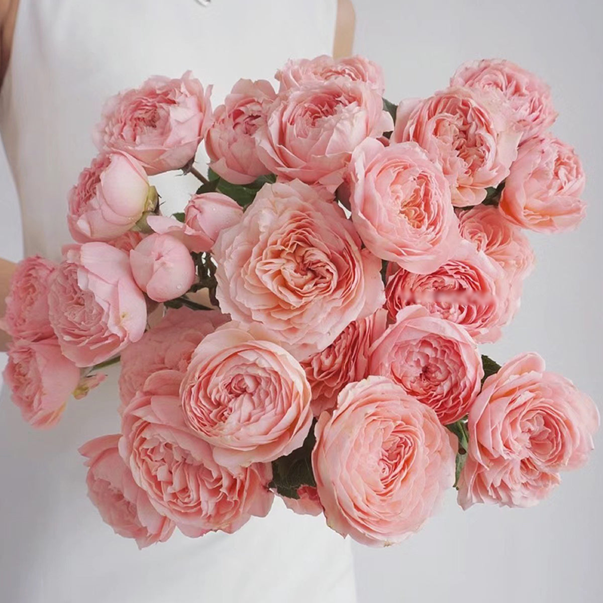 French Florist Shrub Rose Inspired by Julieta