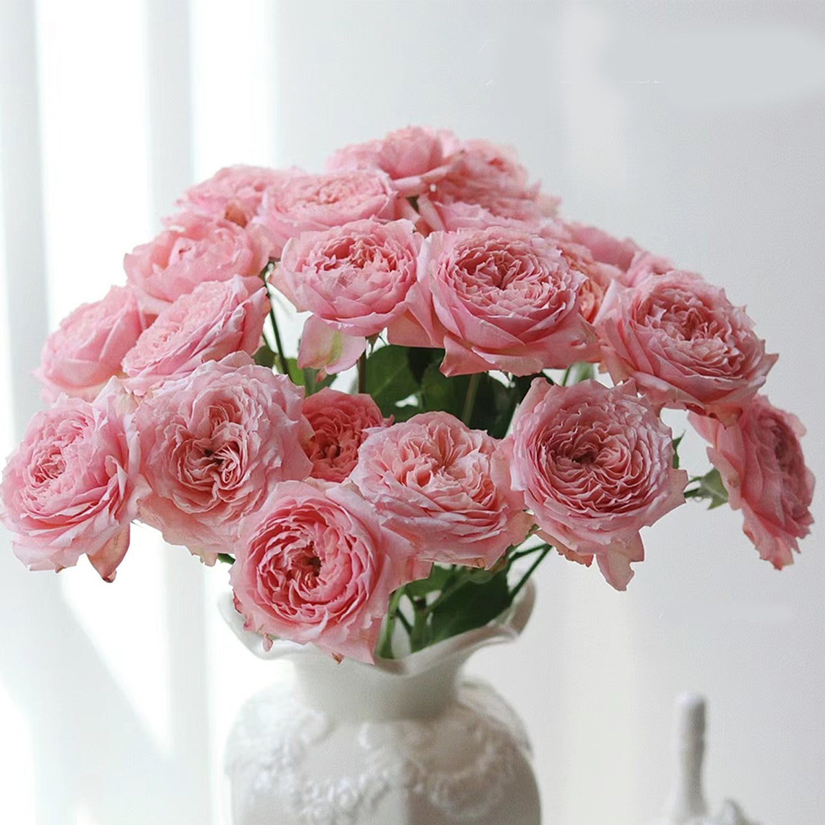 French Florist Shrub Rose Inspired by Julieta