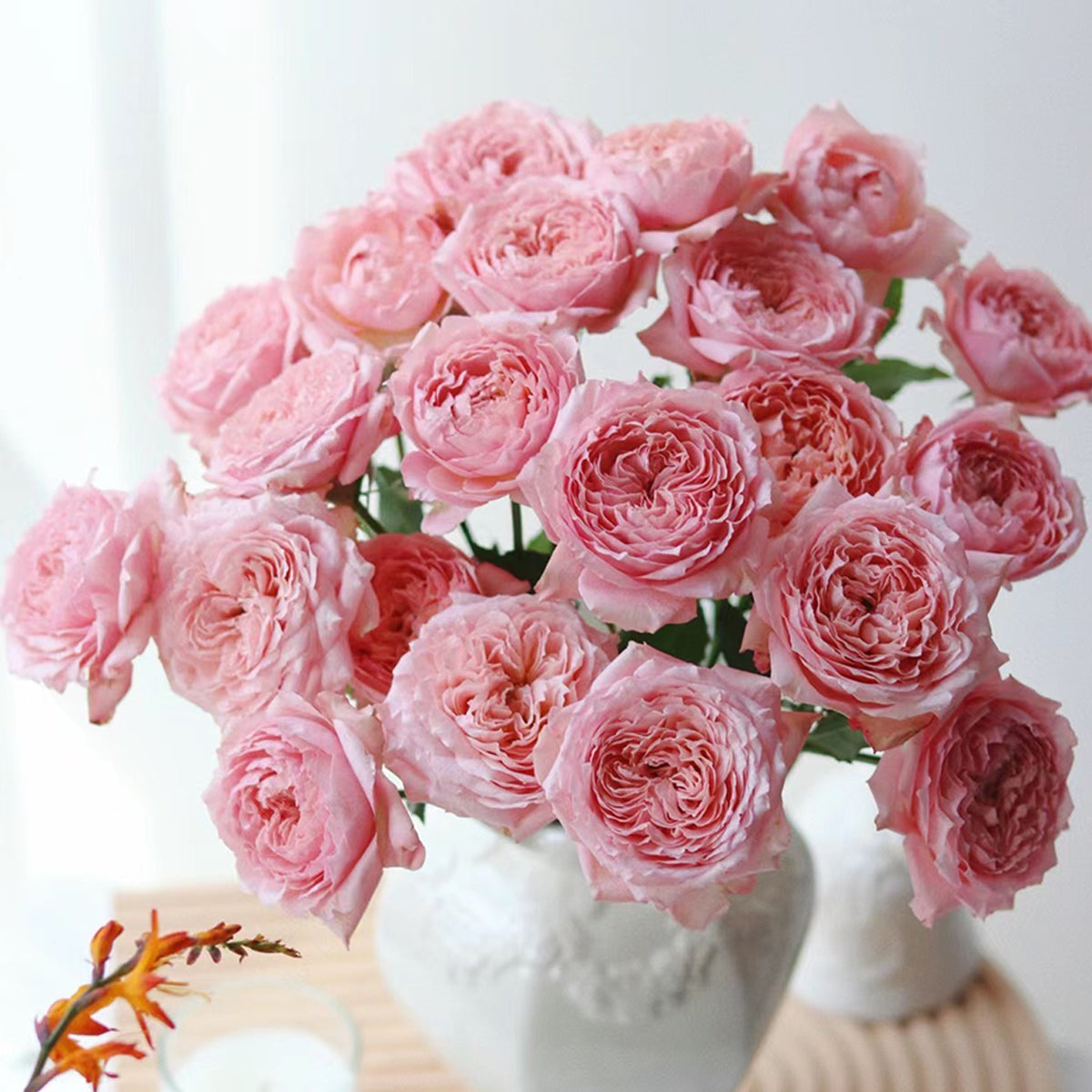 French Florist Shrub Rose Inspired by Julieta