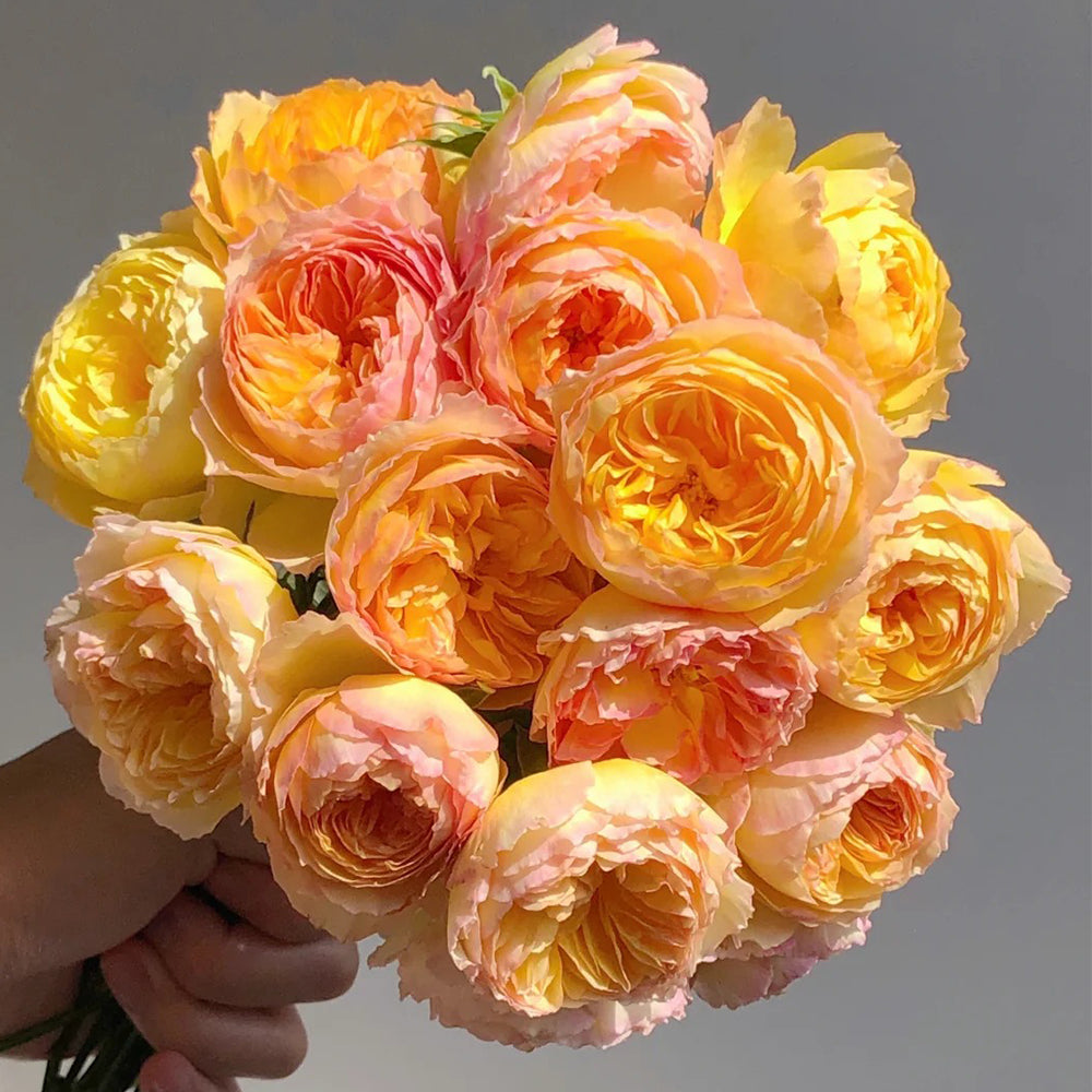 Kagerou Japanese Florist Shrub Rose