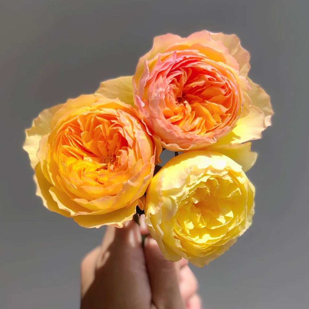 Kagerou Japanese Florist Shrub Rose