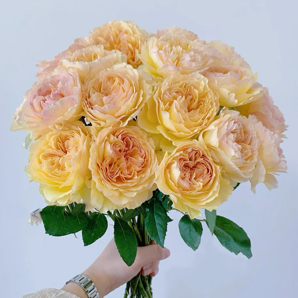 Kagerou Japanese Florist Shrub Rose