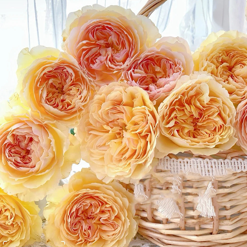 Kagerou Japanese Florist Shrub Rose