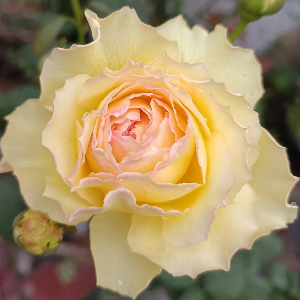 Kagerou Japanese Florist Shrub Rose