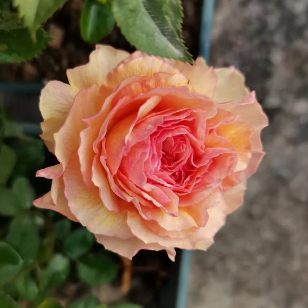Kagerou Japanese Florist Shrub Rose