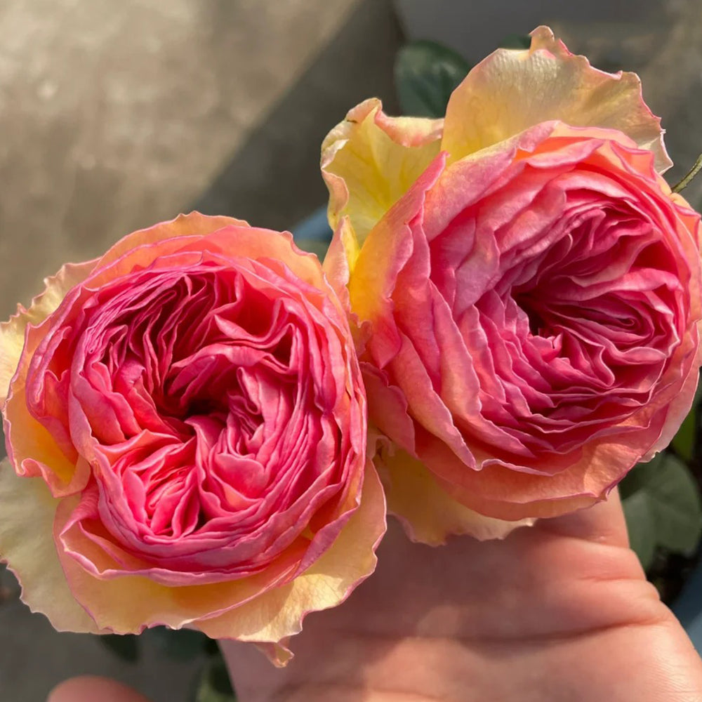 Kagerou Japanese Florist Shrub Rose