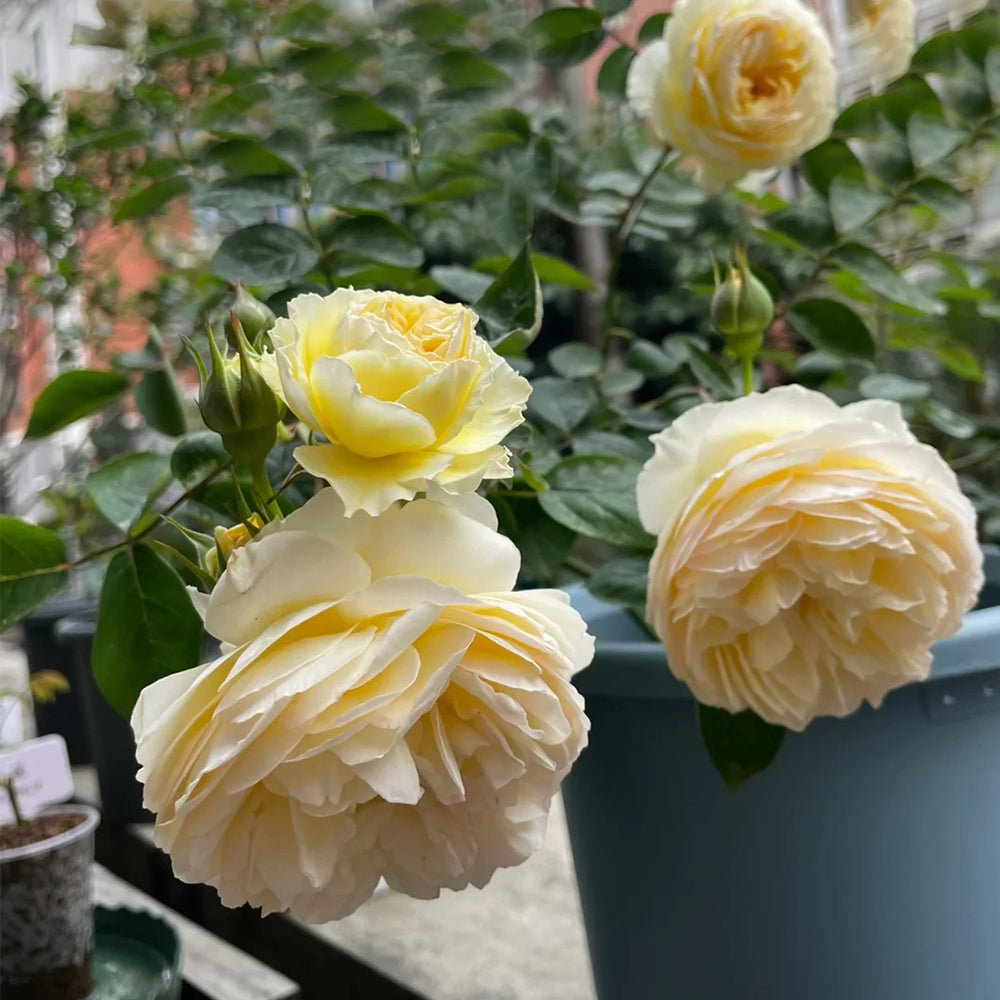 Kagerou Japanese Florist Shrub Rose