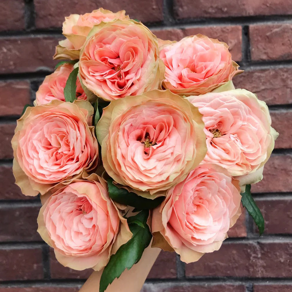 Kahala Ecuadorian Florist Shrub Rose
